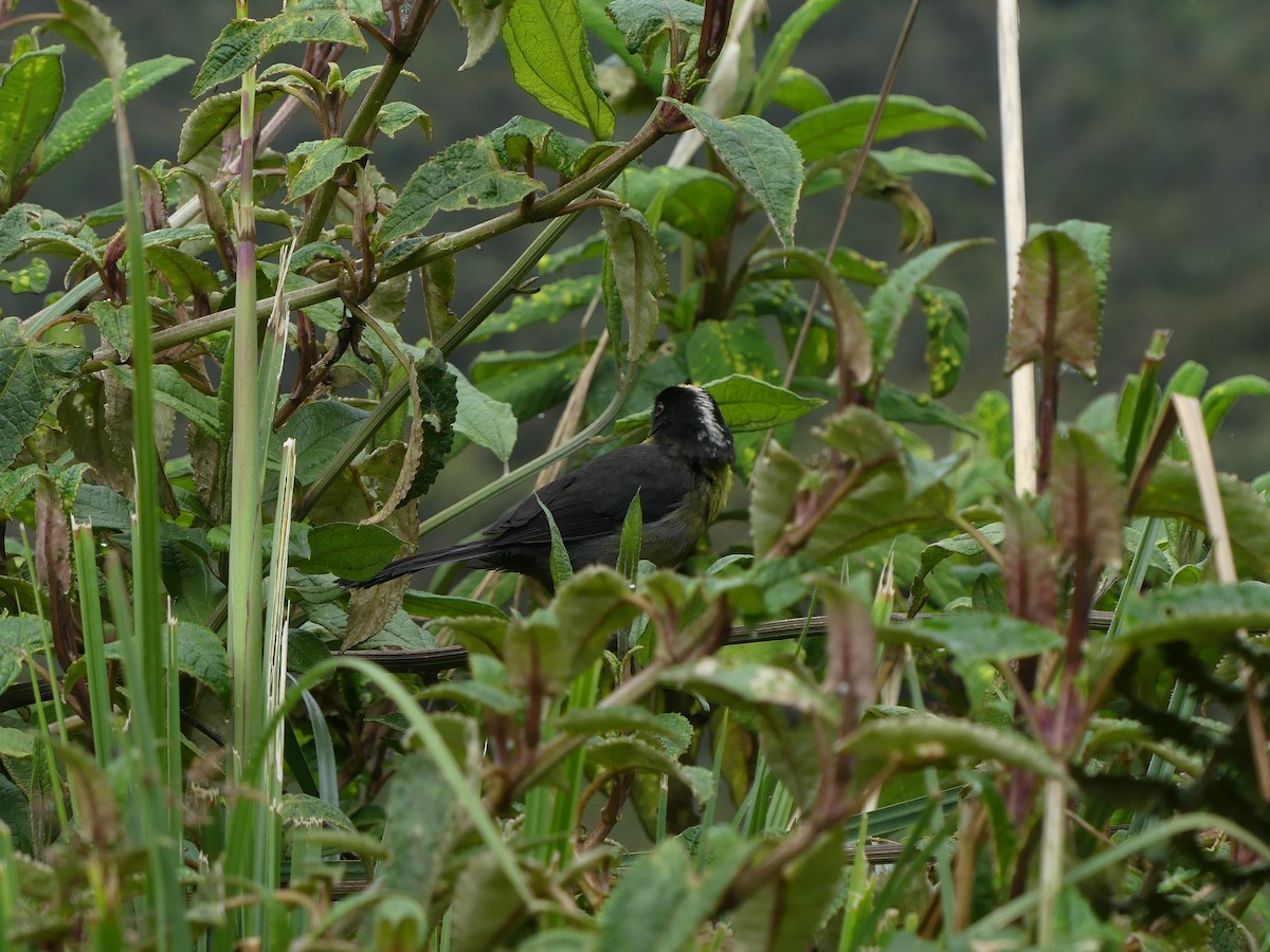 Pale-naped Brushfinch - Andrés Felipe