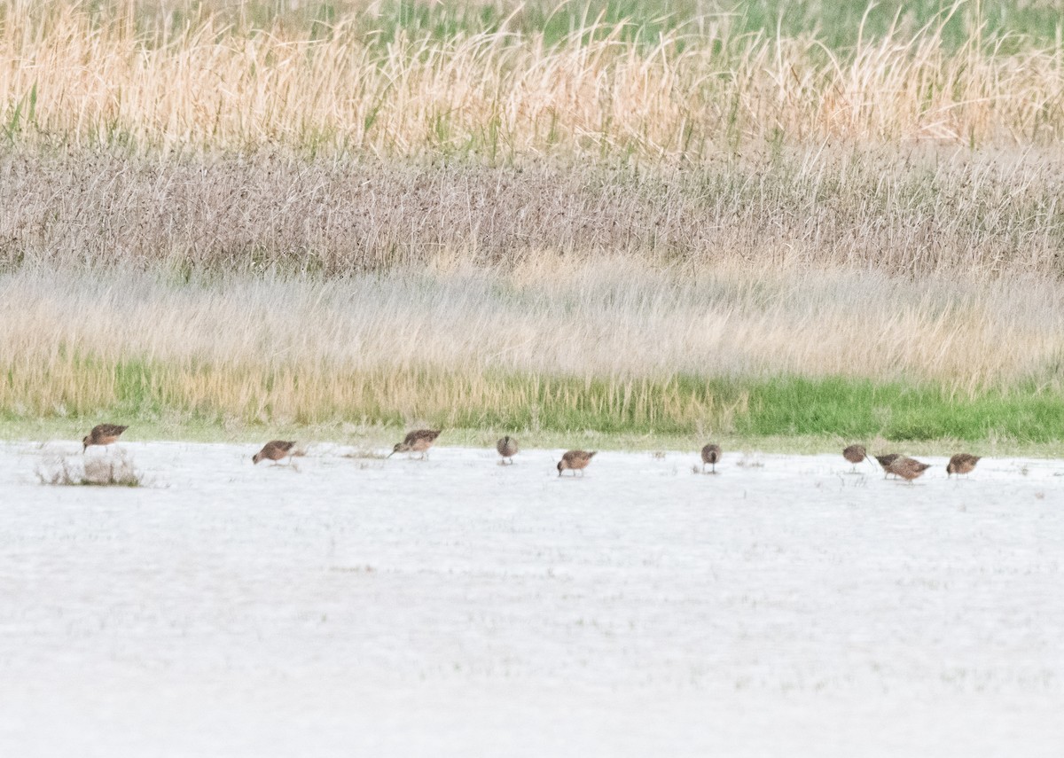 Long-billed Dowitcher - ML618592275