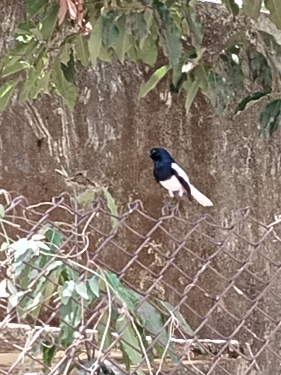 Oriental Magpie-Robin - ML618592286