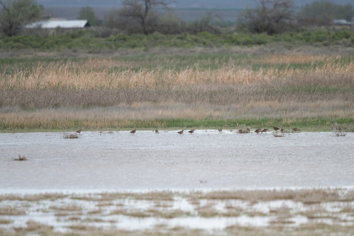 Long-billed Dowitcher - ML618592287