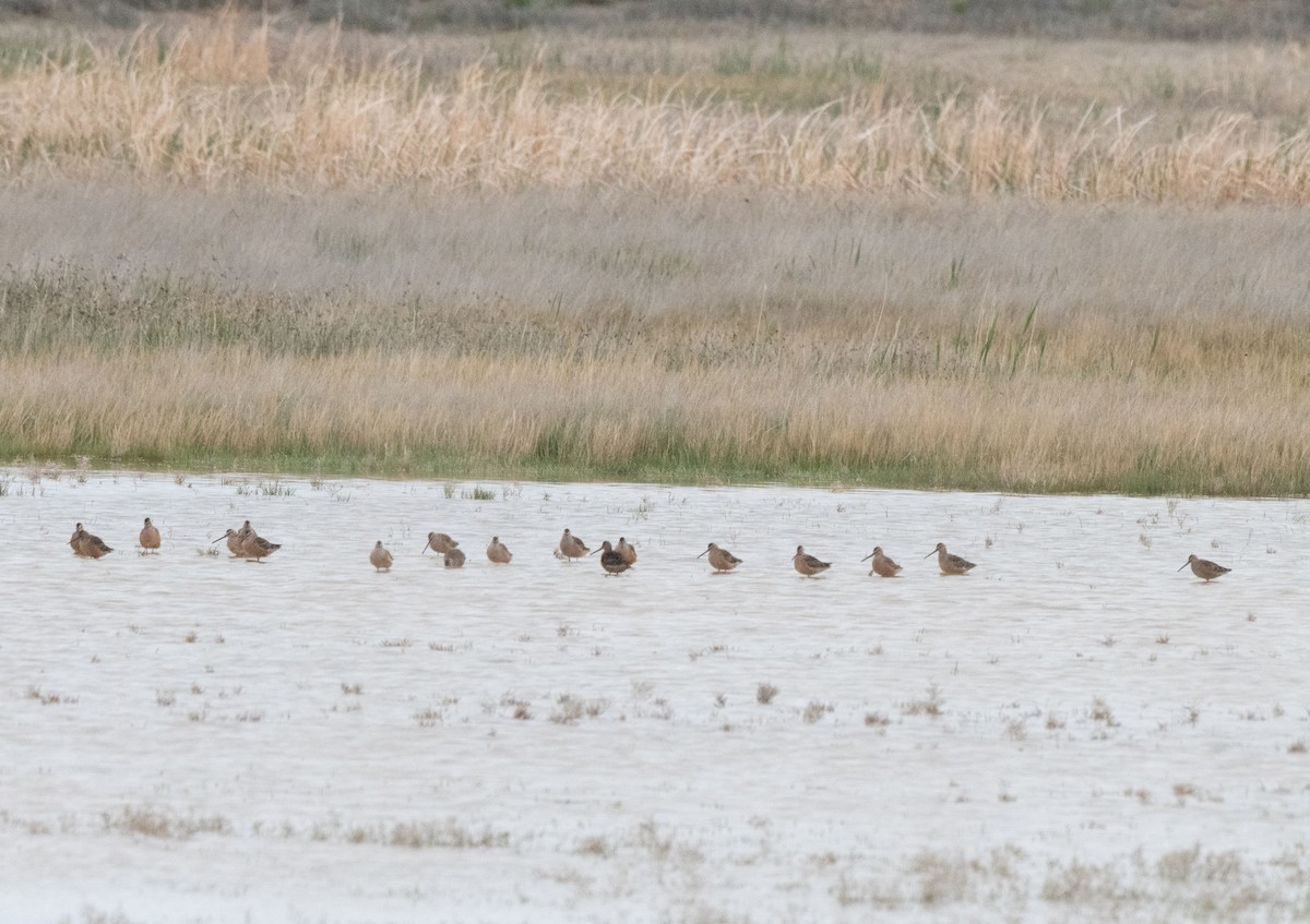 Long-billed Dowitcher - ML618592308