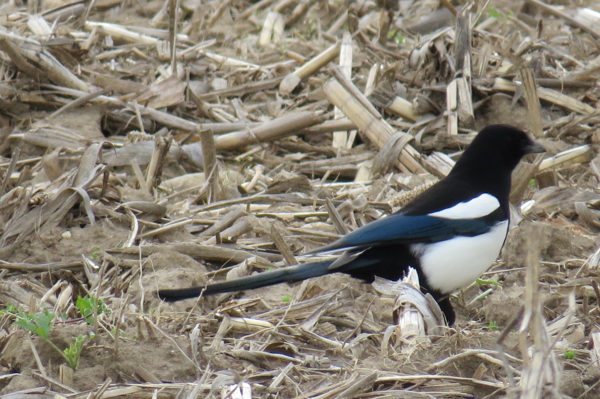 Black-billed Magpie - ML618592339