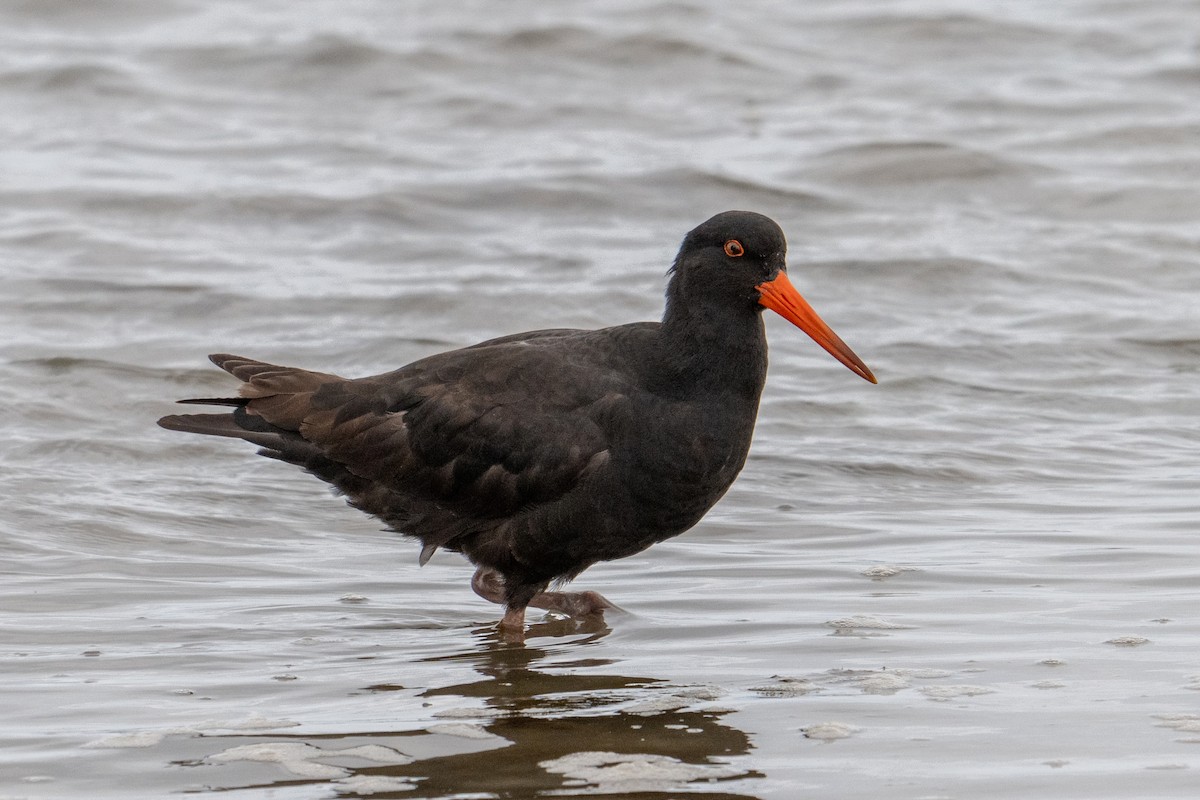 Sooty Oystercatcher - ML618592347