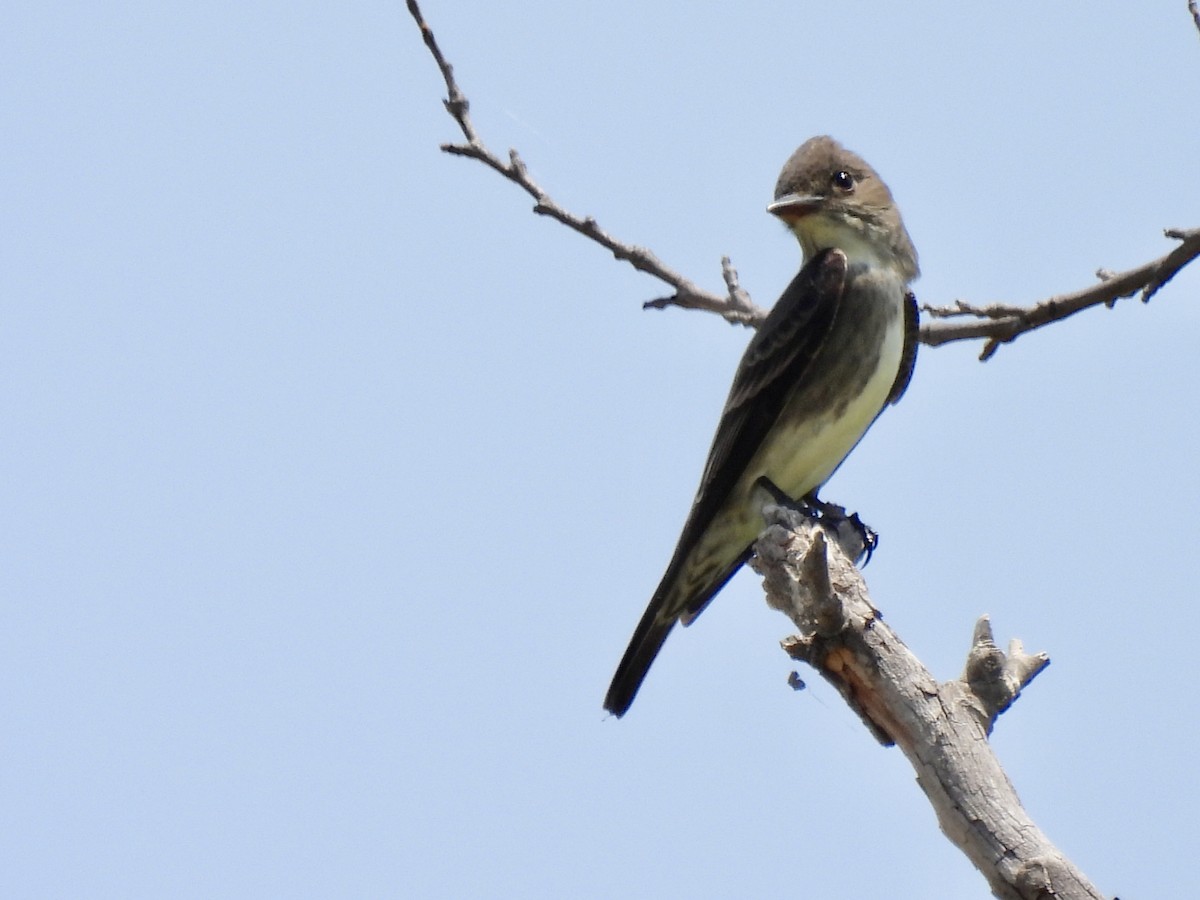 Olive-sided Flycatcher - Laurie Miraglia