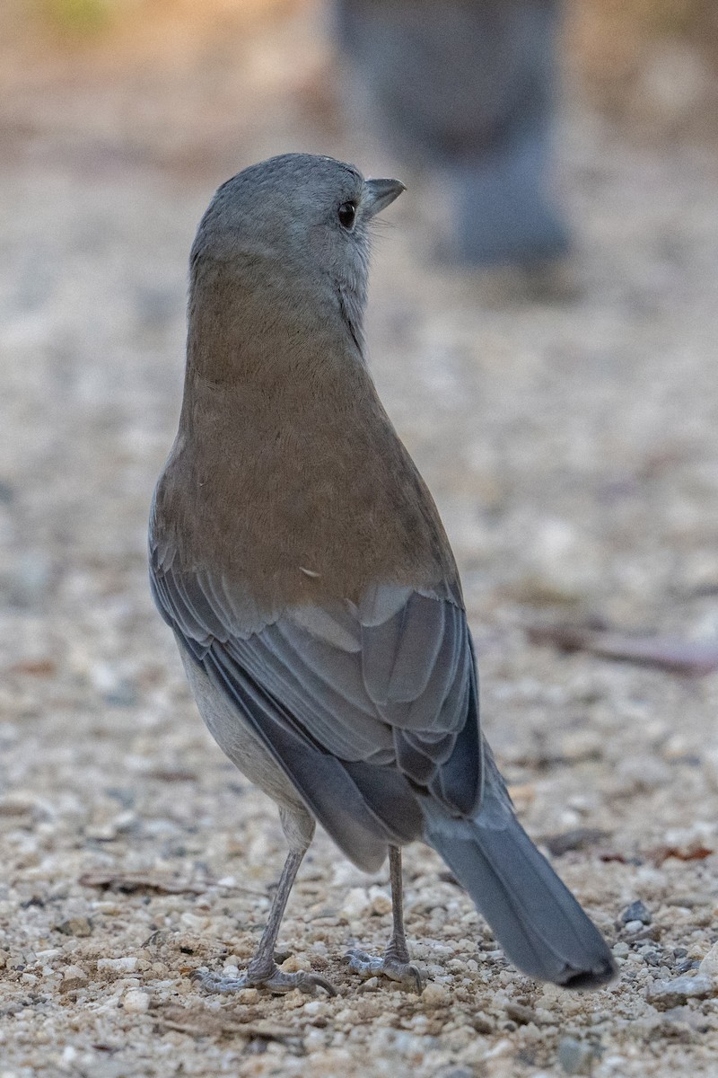 Gray Shrikethrush - ML618592406