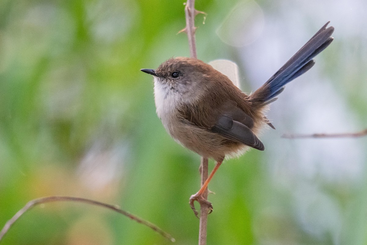 Superb Fairywren - Sue Allison