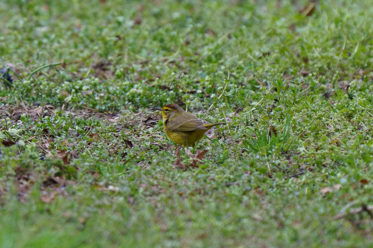 Palm Warbler - Marshall Mumford