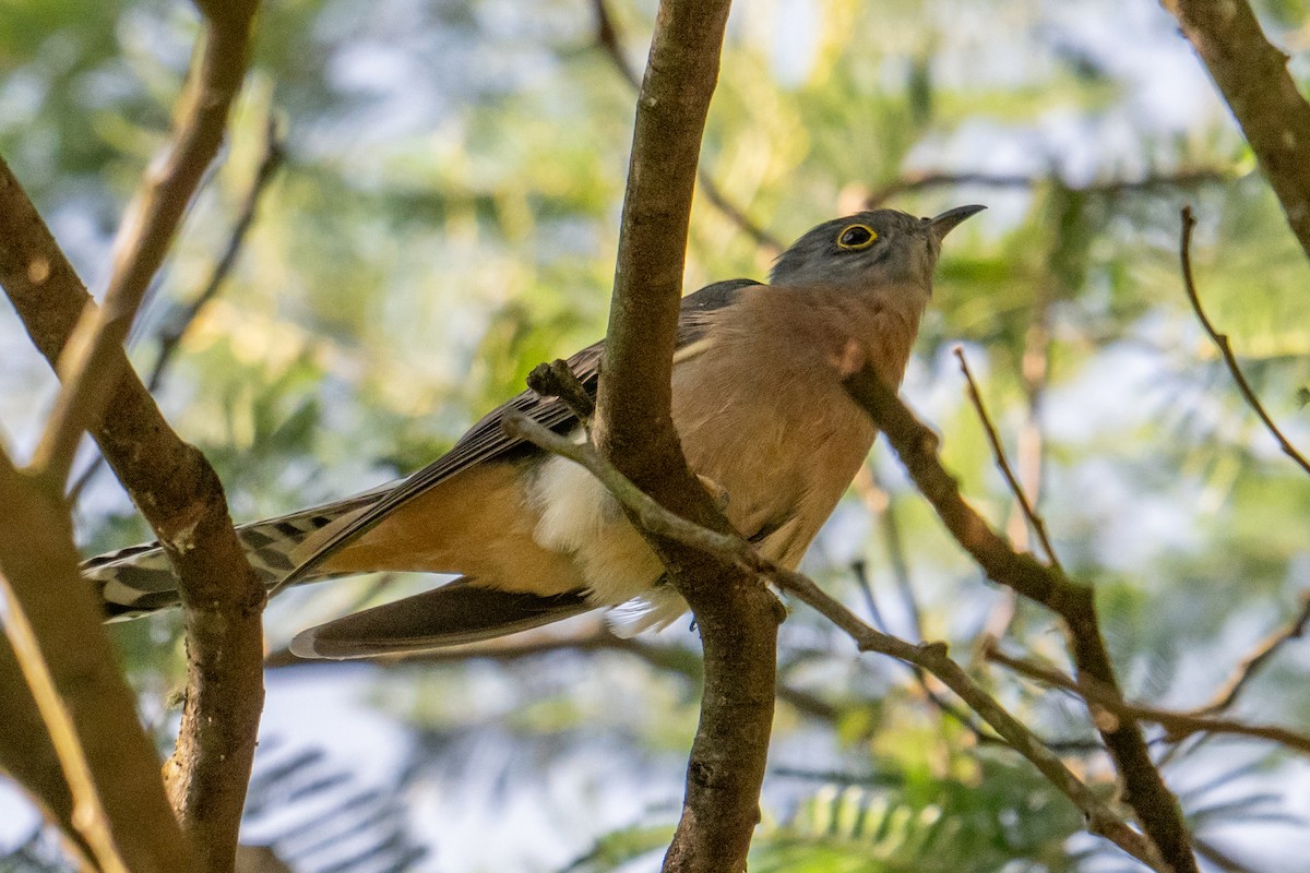 Fan-tailed Cuckoo - ML618592430