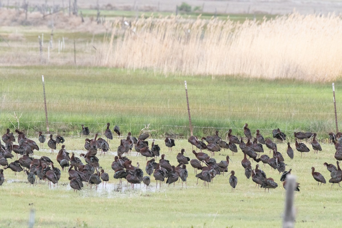 White-faced Ibis - Esther Sumner