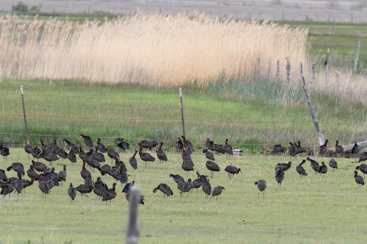 White-faced Ibis - ML618592446