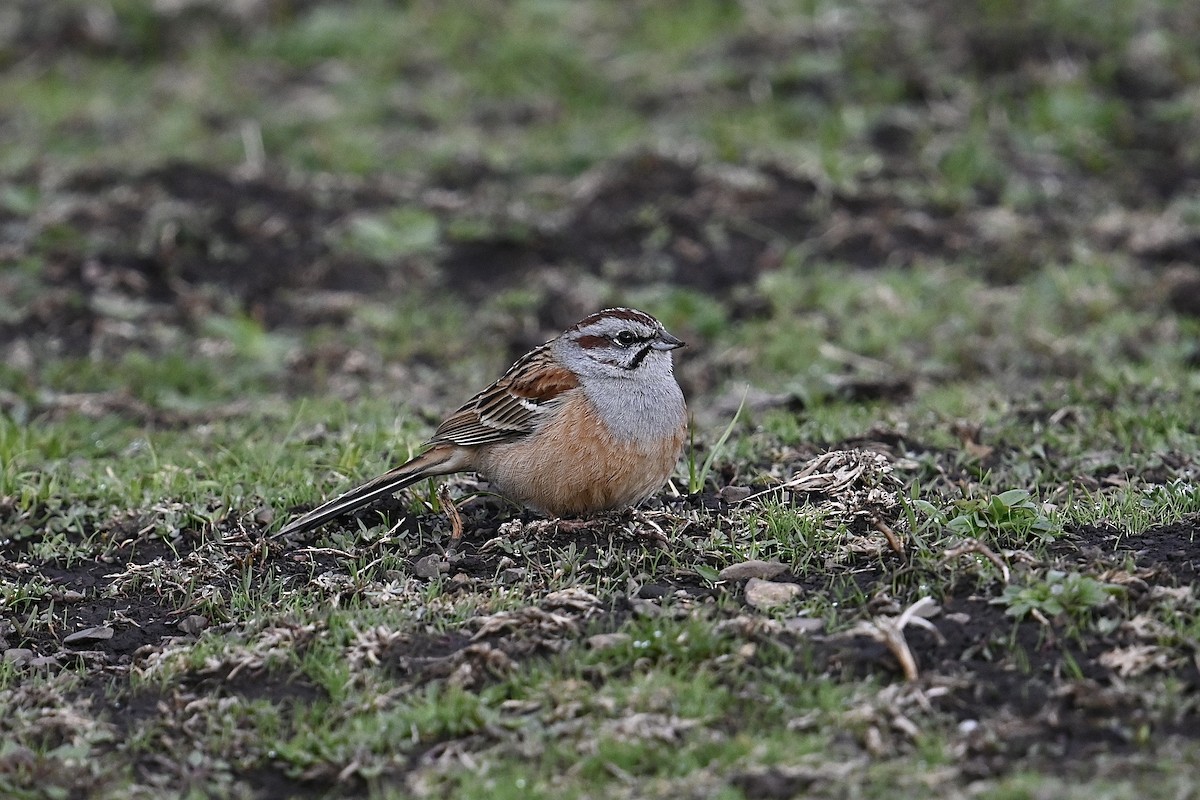 Godlewski's Bunting - ML618592470