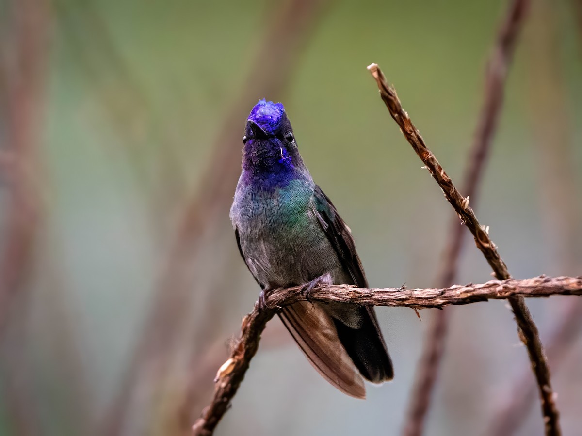 Colibri à tête violette - ML618592476