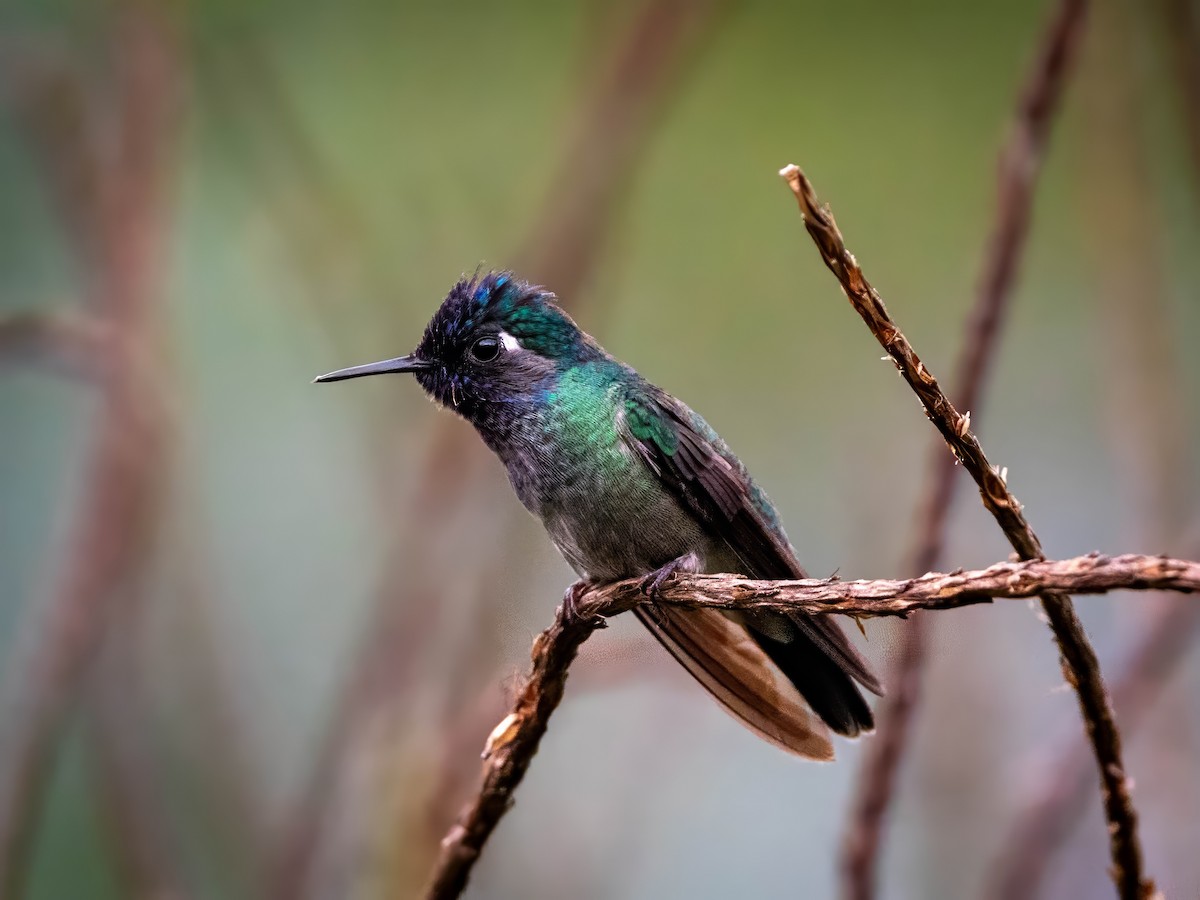 Violet-headed Hummingbird - Sean Sparrow