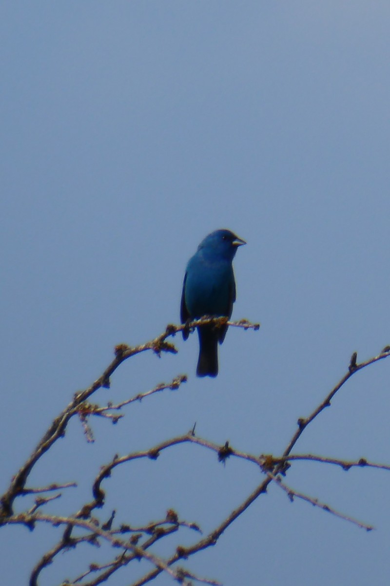 Indigo Bunting - Coleen Pidgeon