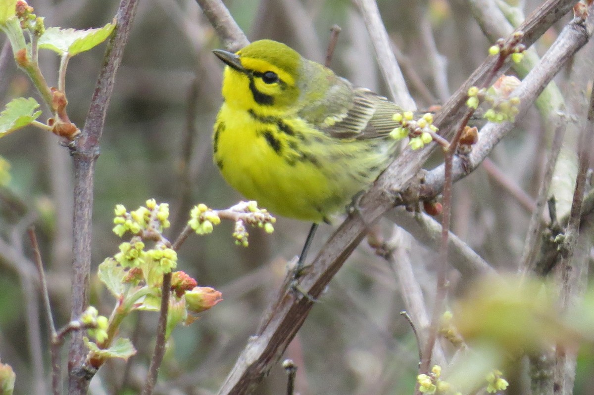 Prairie Warbler - ML618592487