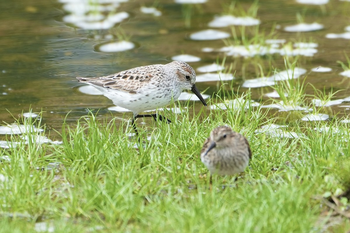 Western Sandpiper - ML618592489