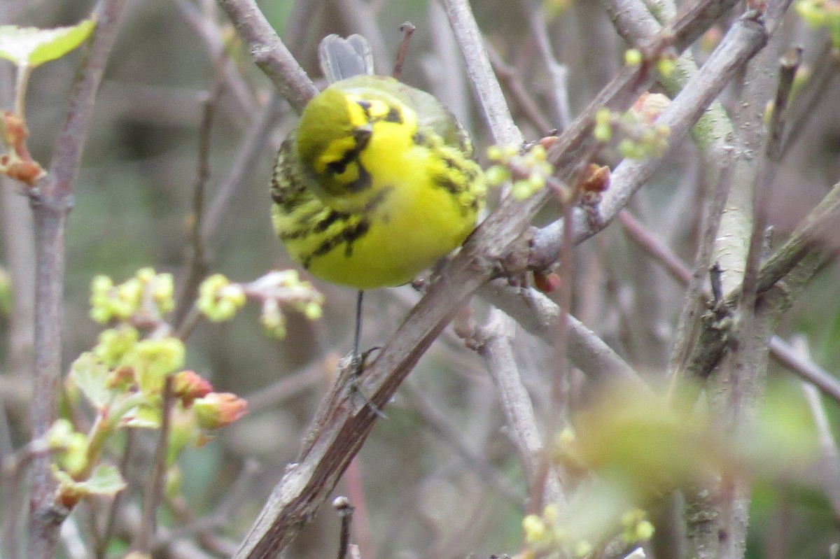 Prairie Warbler - ML618592503