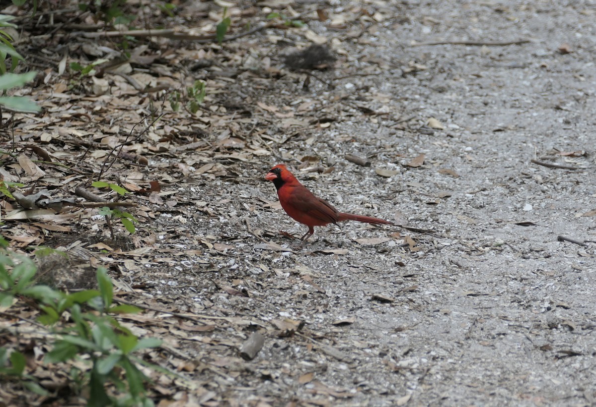 Cardinal rouge - ML618592509
