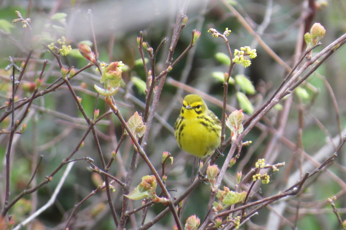Prairie Warbler - ML618592520
