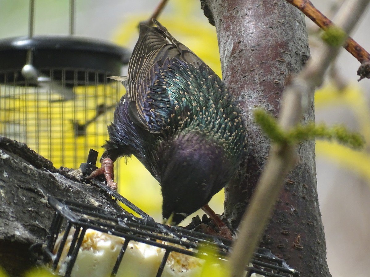 European Starling - ML618592538