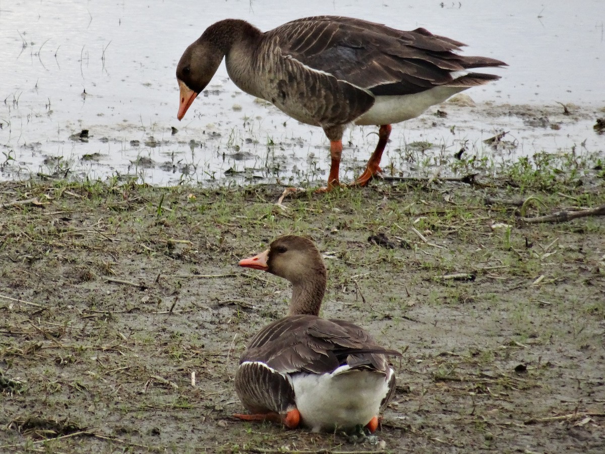 Greater White-fronted Goose (Western) - ML618592540