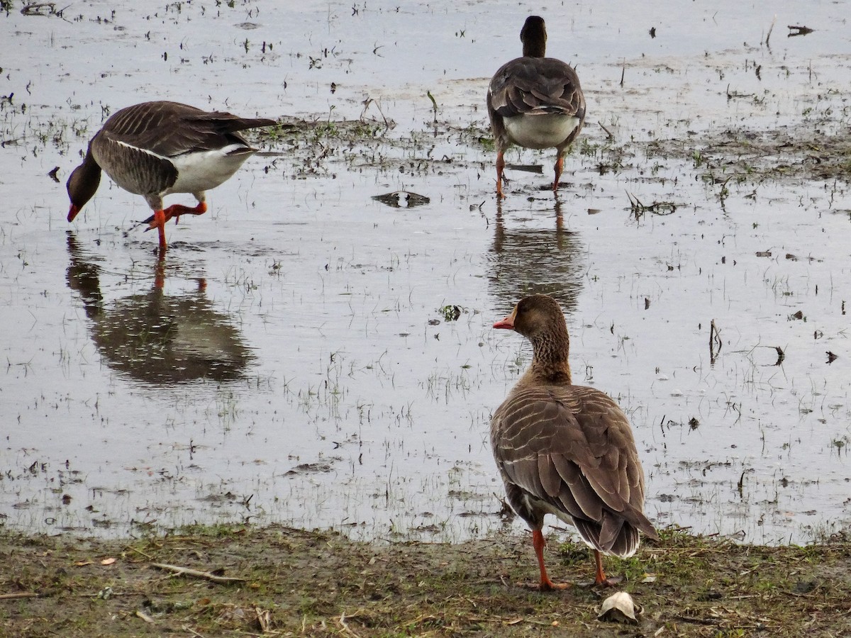 Greater White-fronted Goose (Western) - ML618592545