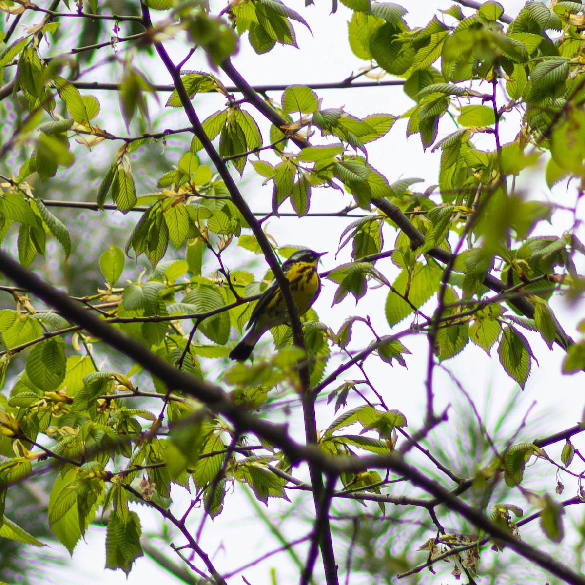 Magnolia Warbler - ML618592565