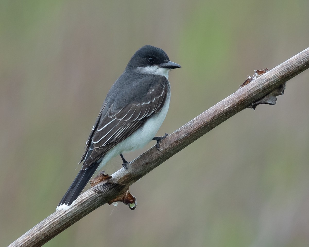 Eastern Kingbird - ML618592571