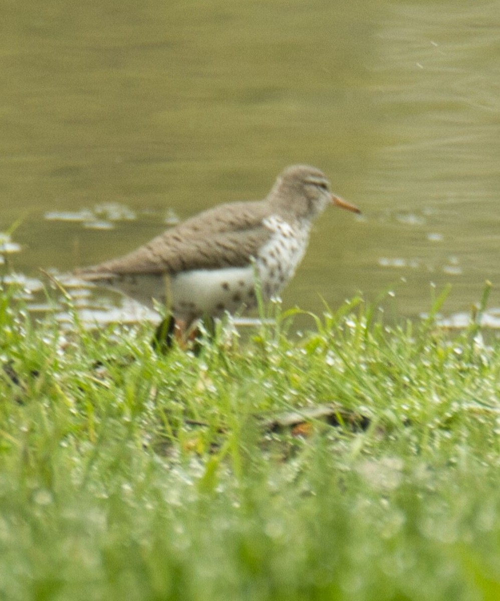 Spotted Sandpiper - ML618592575