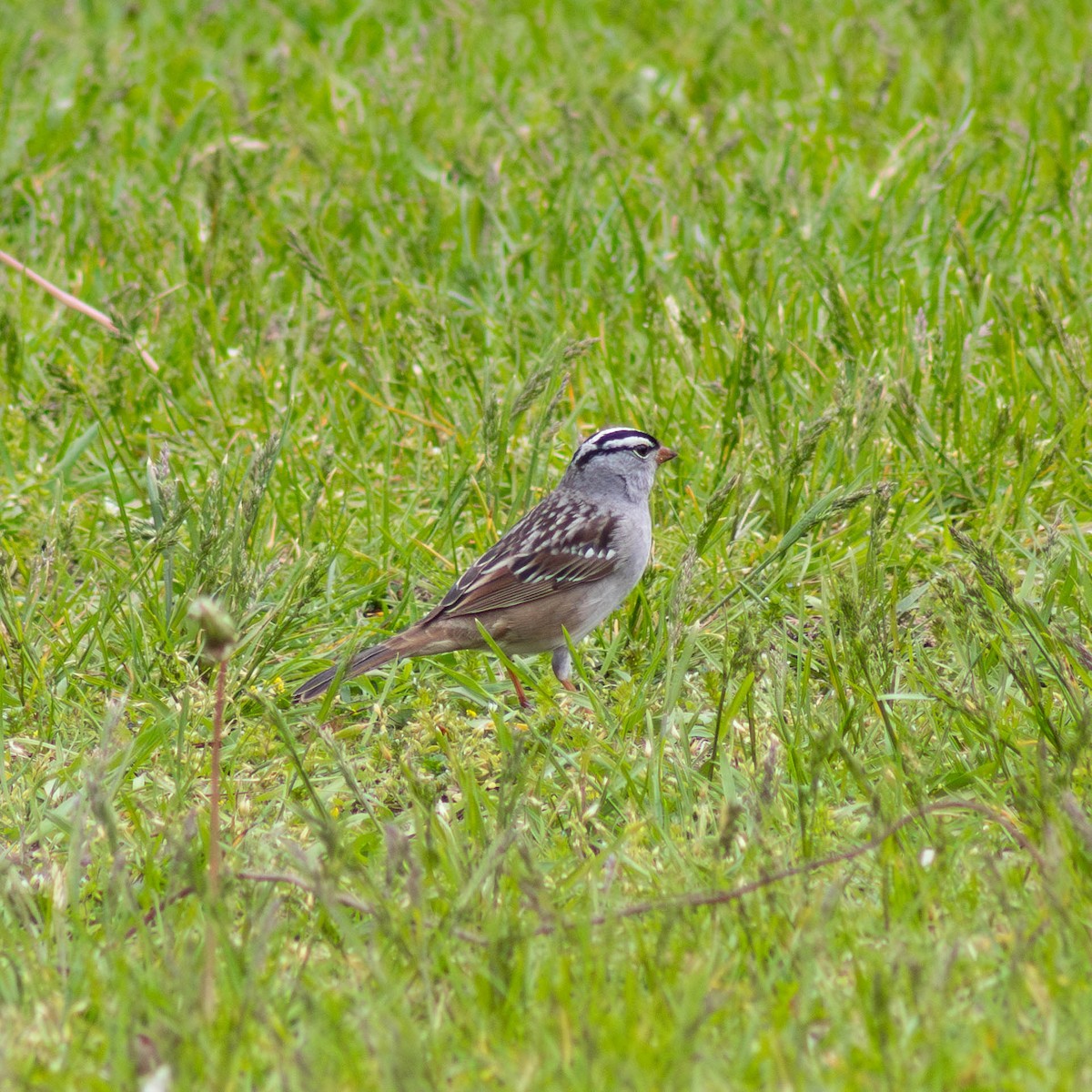 White-crowned Sparrow - ML618592594