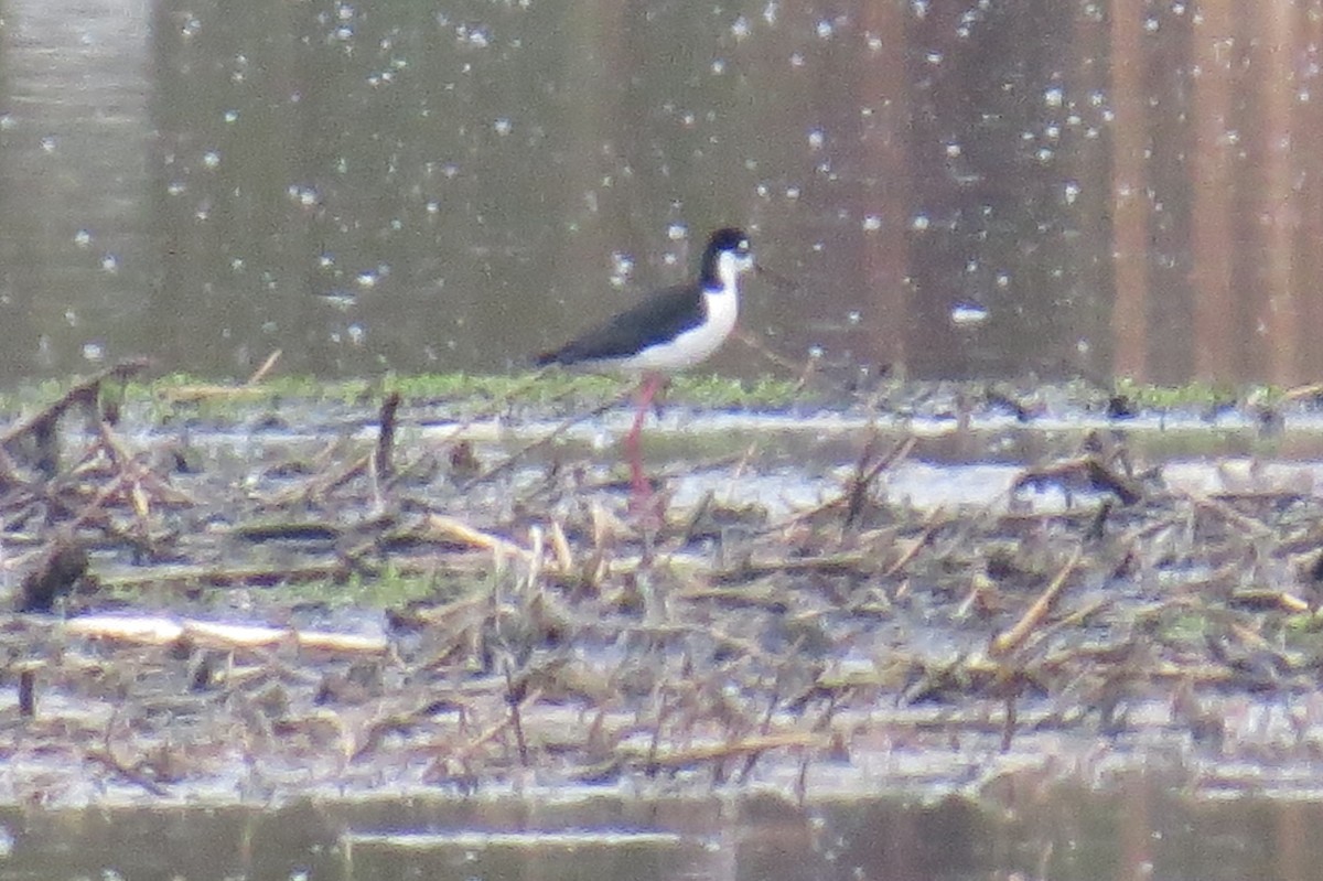 Black-necked Stilt - ML618592598