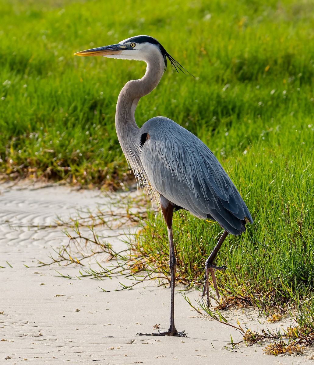 Great Blue Heron - Kenneth Eyster