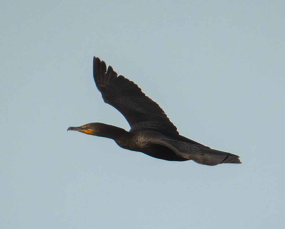 Double-crested Cormorant - ML618592638