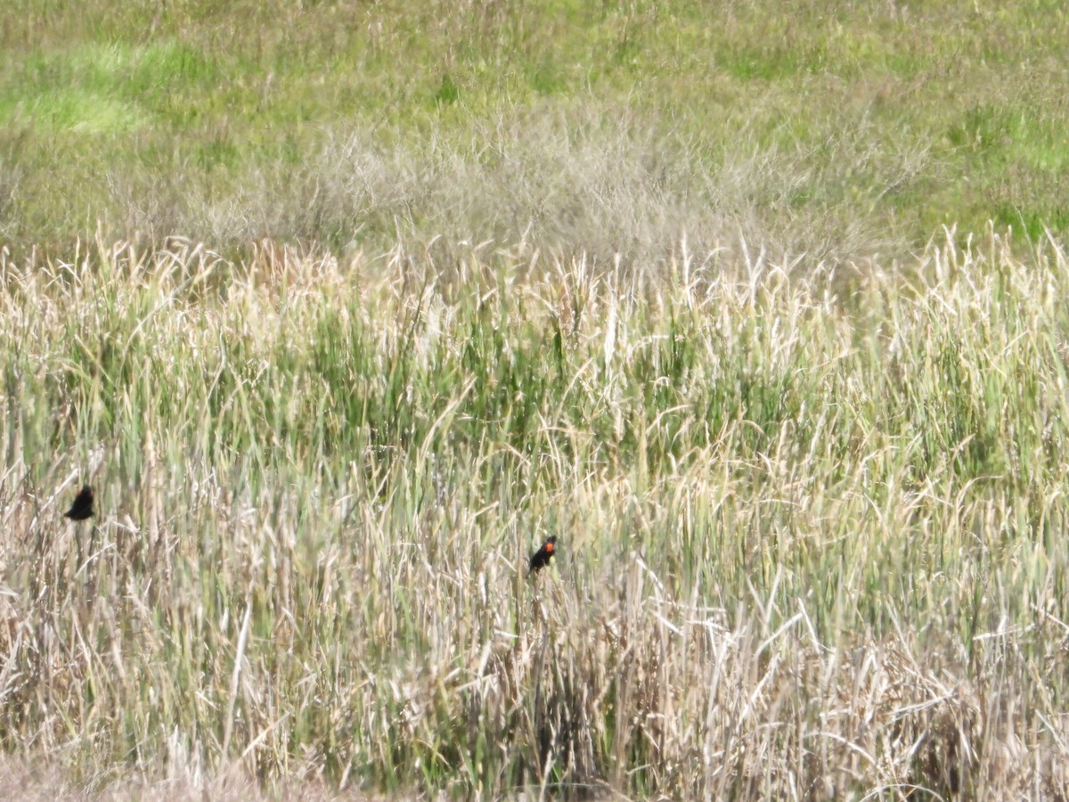 Red-winged Blackbird - ML618592644