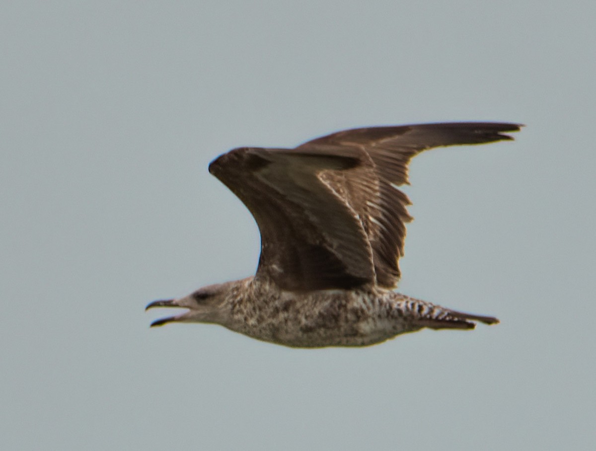 Herring Gull - ML618592657