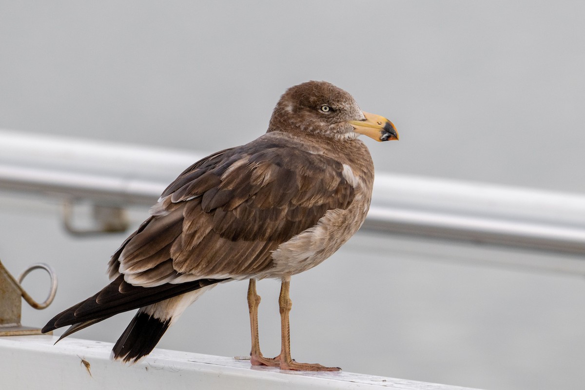 Pacific Gull - Sue Allison