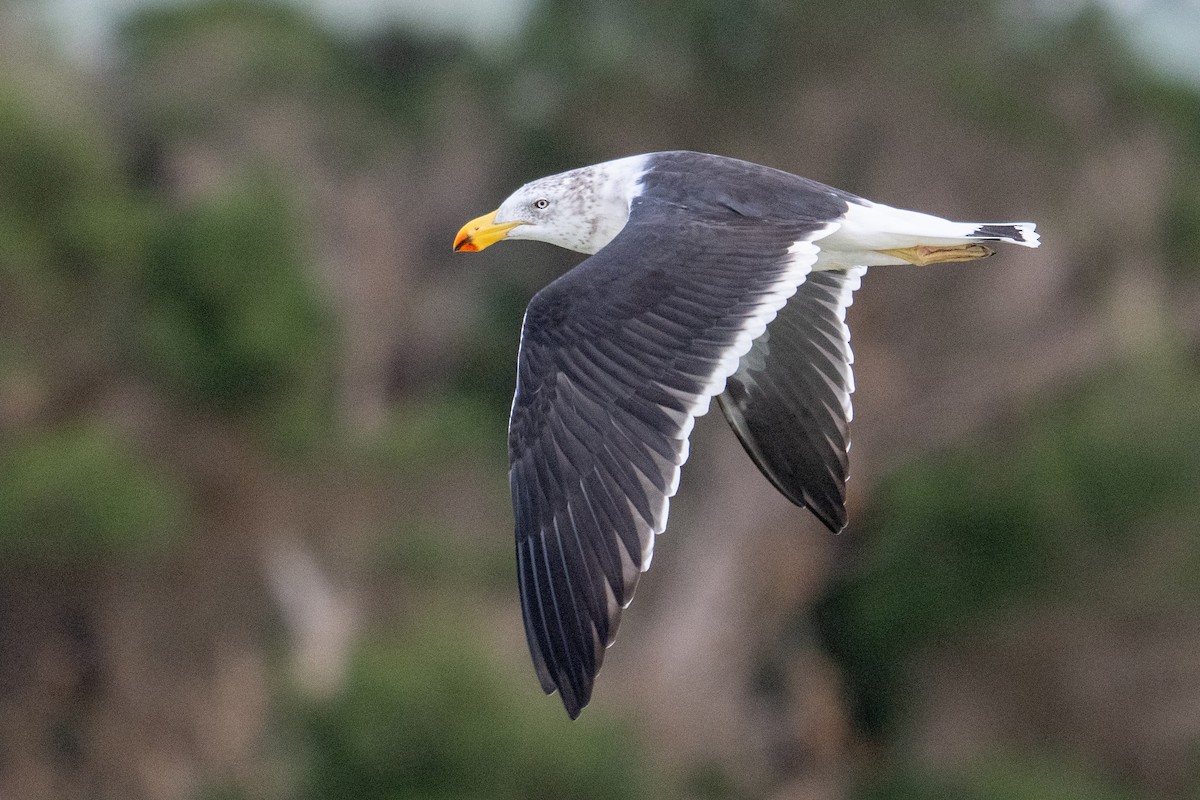 Pacific Gull - ML618592670