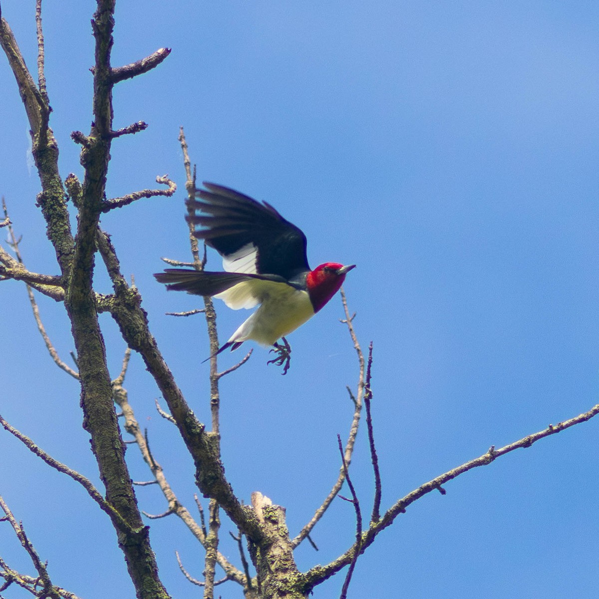 Red-headed Woodpecker - ML618592673