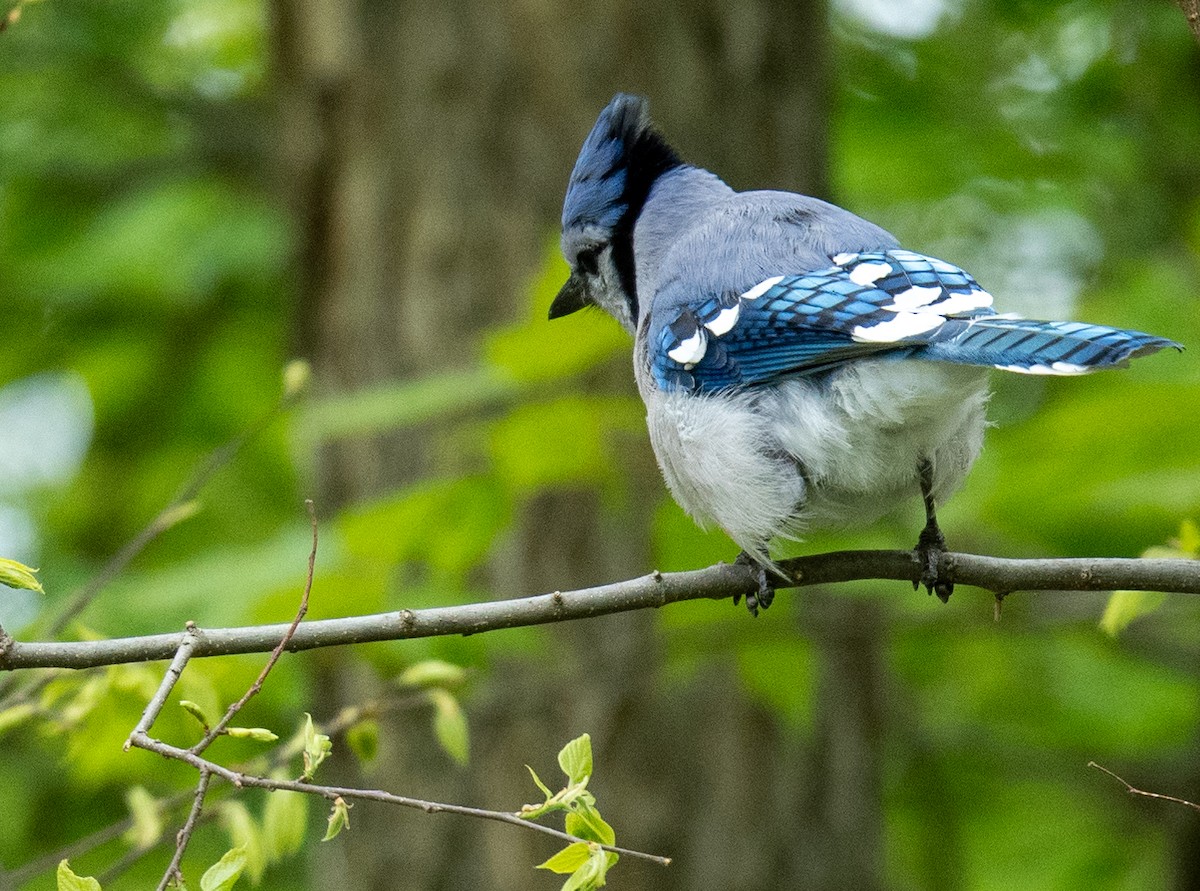 Blue Jay - ML618592675