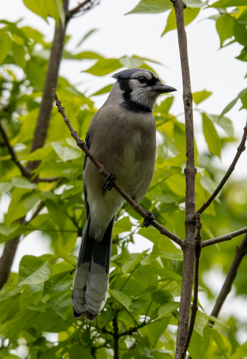 Blue Jay - ML618592676