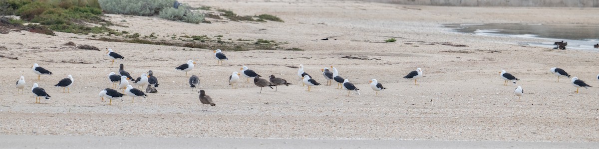 Pacific Gull - Sue Allison