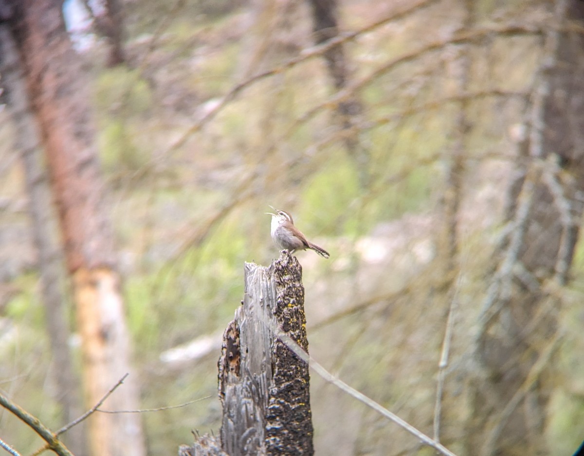 Bewick's Wren - Jacob E