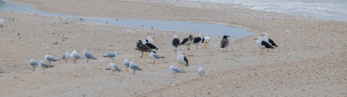 Pacific Gull - Sue Allison