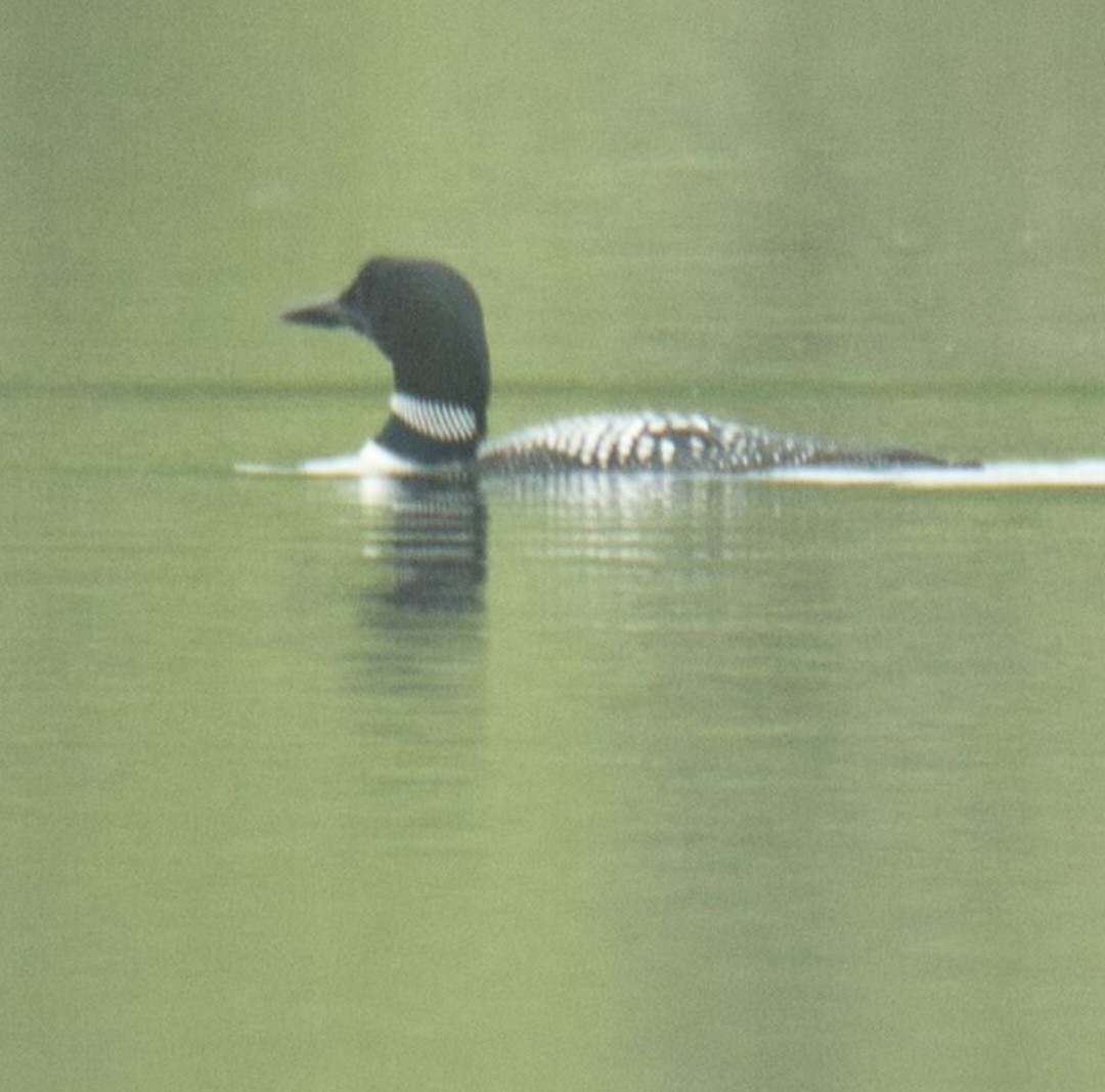 Common Loon - ML618592688