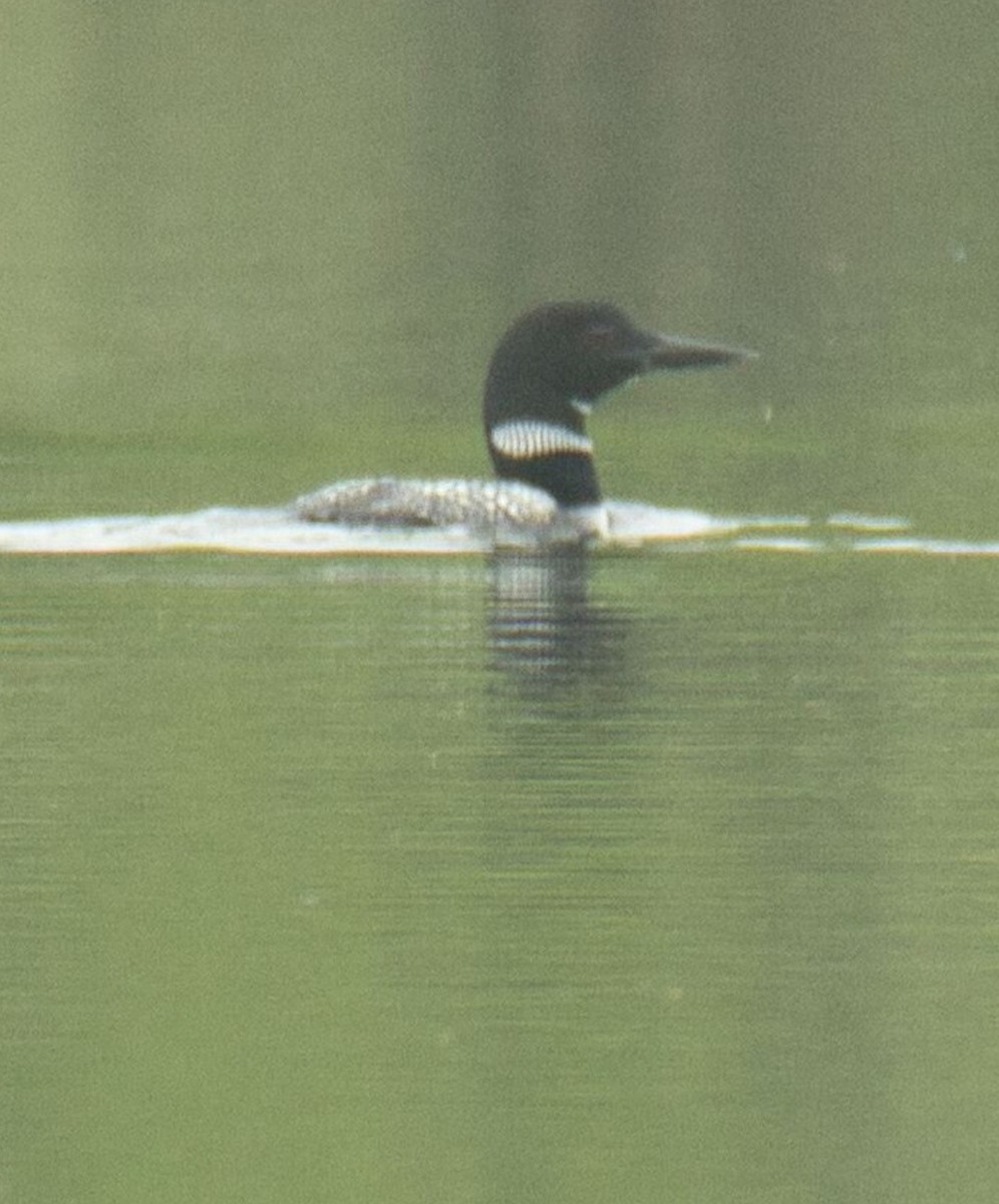 Common Loon - ML618592689