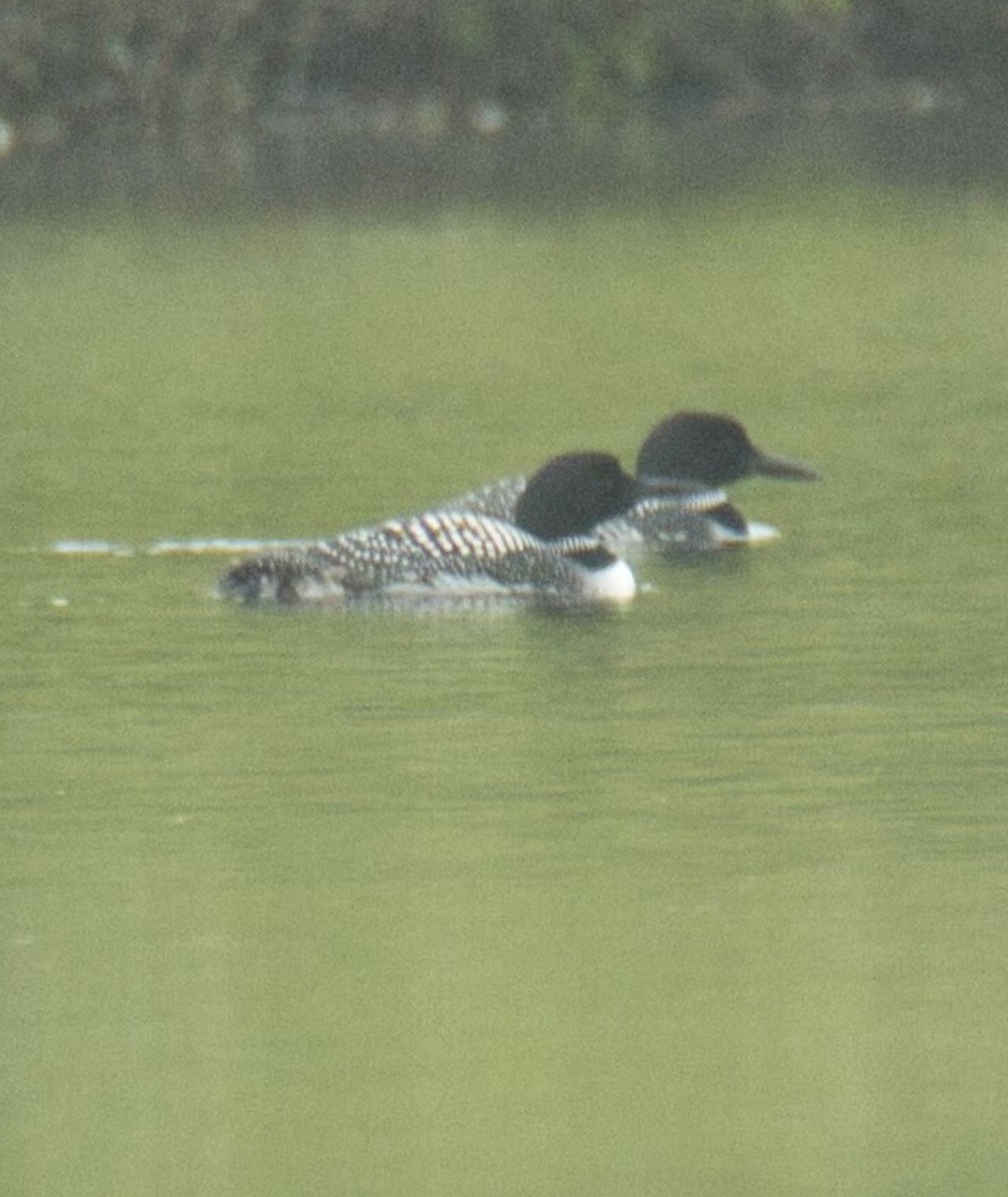 Common Loon - ML618592690