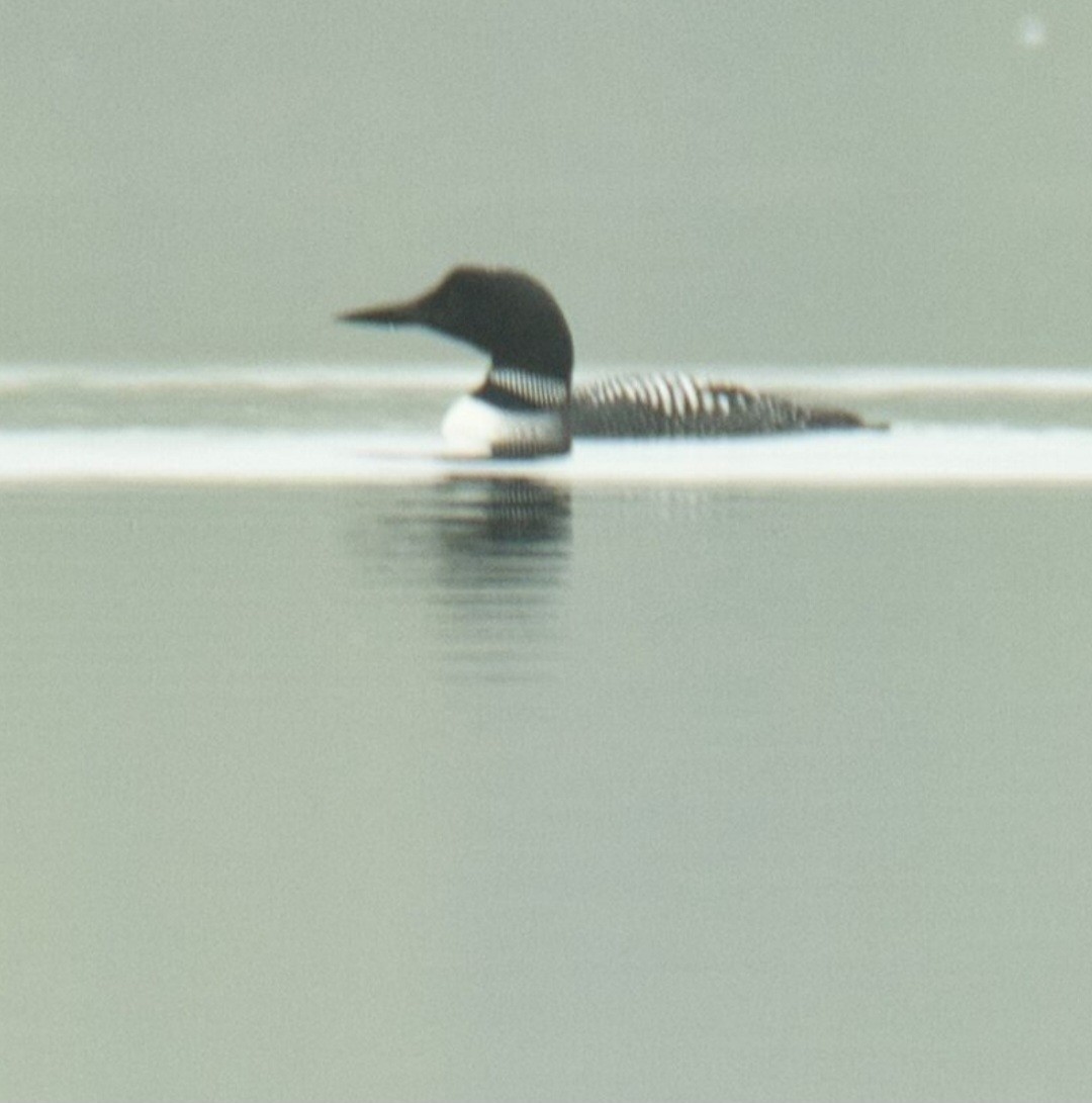 Common Loon - ML618592691