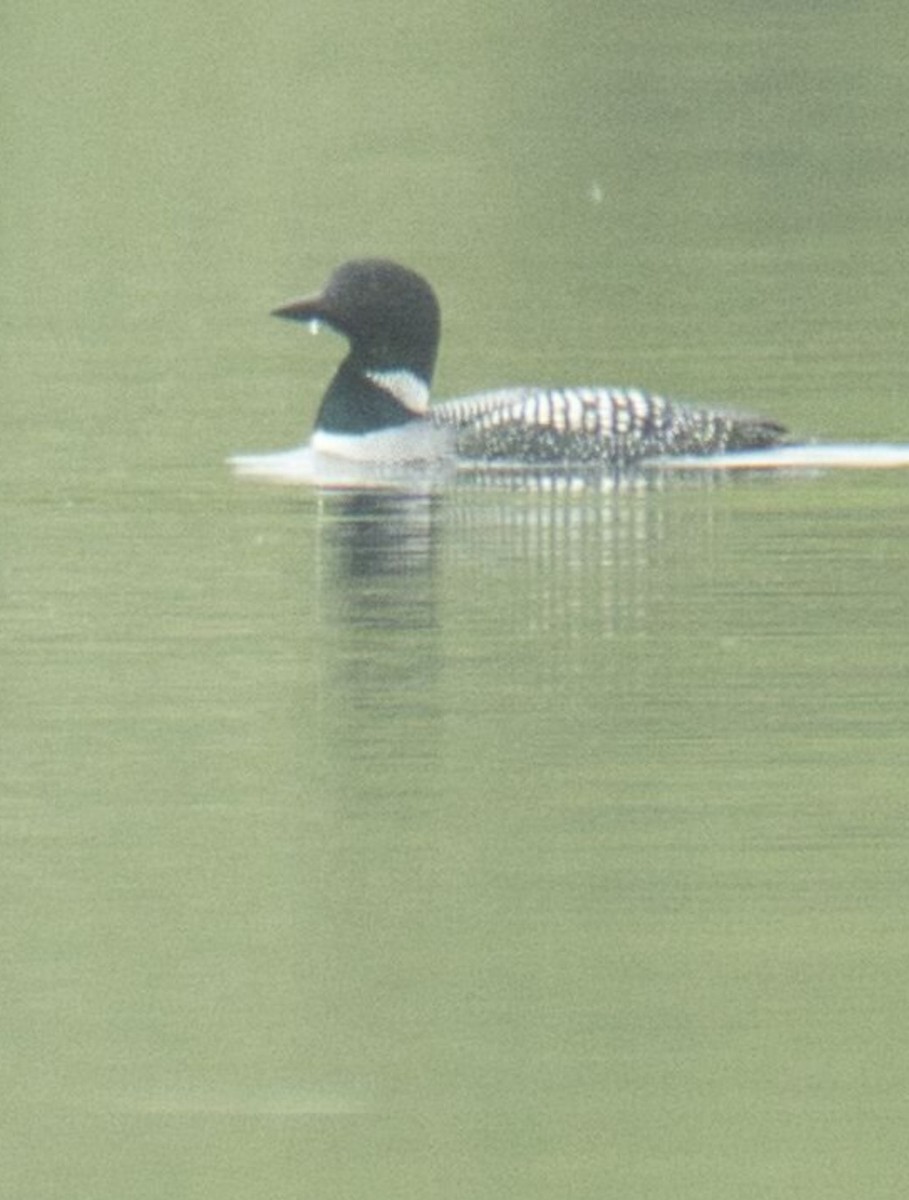 Common Loon - ML618592692