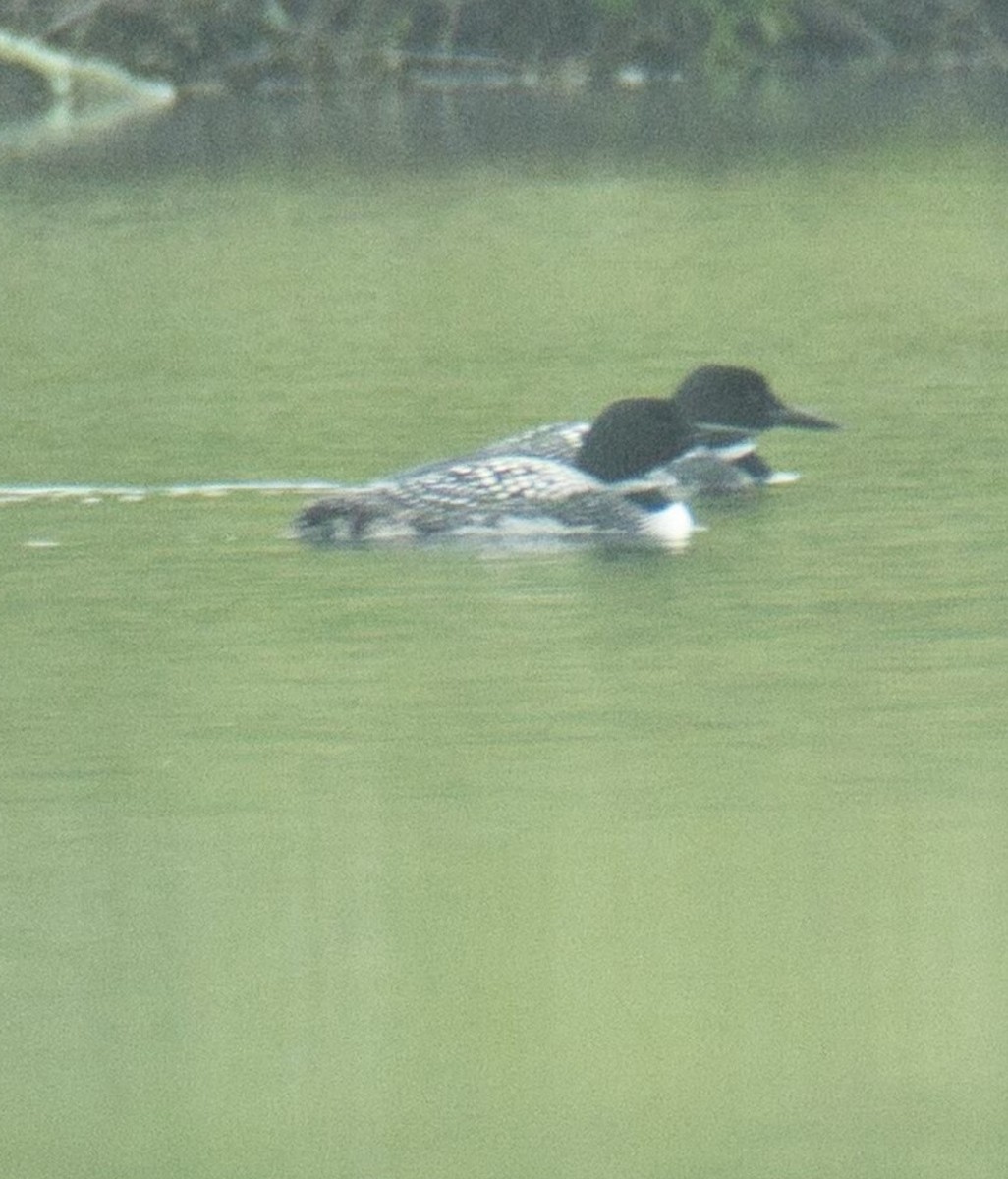 Common Loon - ML618592693