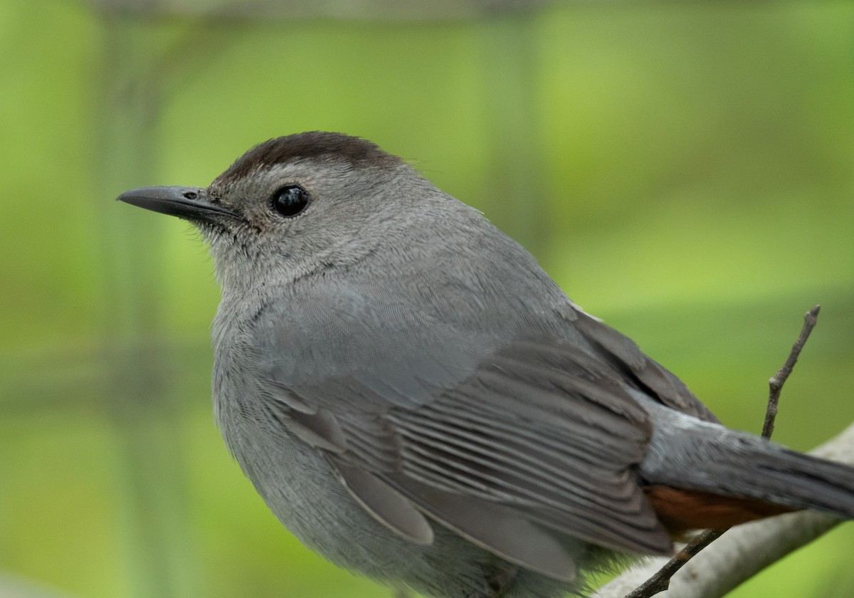 Gray Catbird - ML618592699